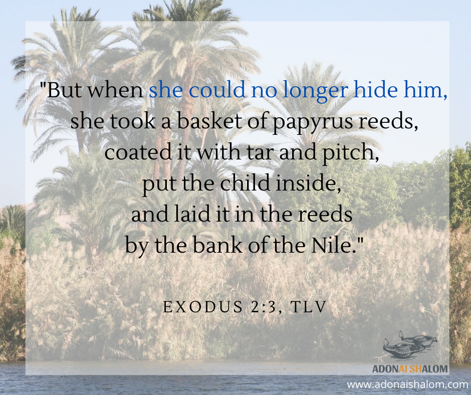 But when she could no longer hide him she took a basket of papyrus reeds coated it with tar and pitch put the child inside and laid it in the reeds by the bank of the Nile