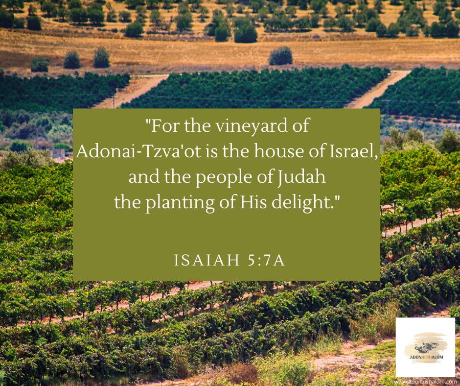 For the vineyard of Adonai Tzvaot is the house of Israel and the people of Judah the planting of His delight. Isaiah 57a