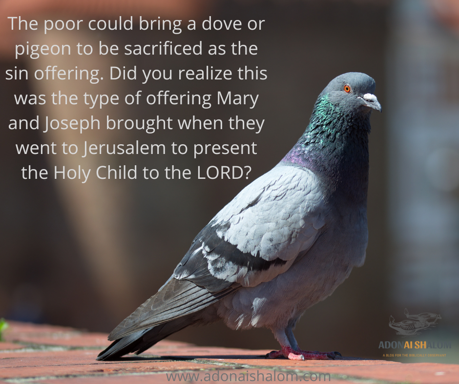 dove or pigeon